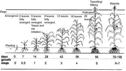 stages of business growth